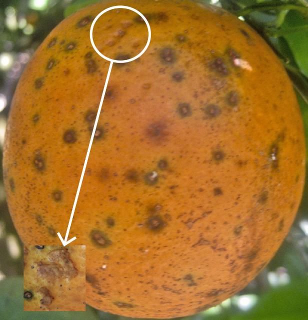 Figure 10. Early virulent (circled) and hard spot lesions with a close-up of virulent spots