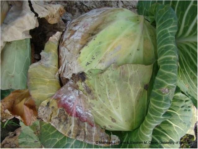 Figure 5. Water-soaked regions on the leaves and the head of cabbage leading to white mold growth.
