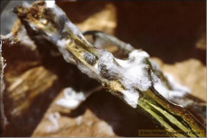 Figure 15. Mycelial spread and sclerotia formation inside the blighted stem of an S. sclerotiorum-infected pepper plant.