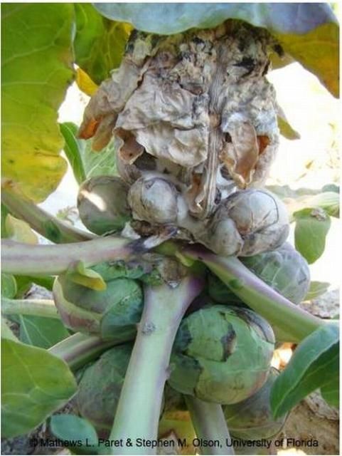 Figure 13. Characteristic bird's nest appearance of brussels sprouts infected with S. sclerotiorum. Notice the white mycelial growth and sclerotia on the infected sprouts. Discoloration of the outer sheath of sprouts can also be seen.