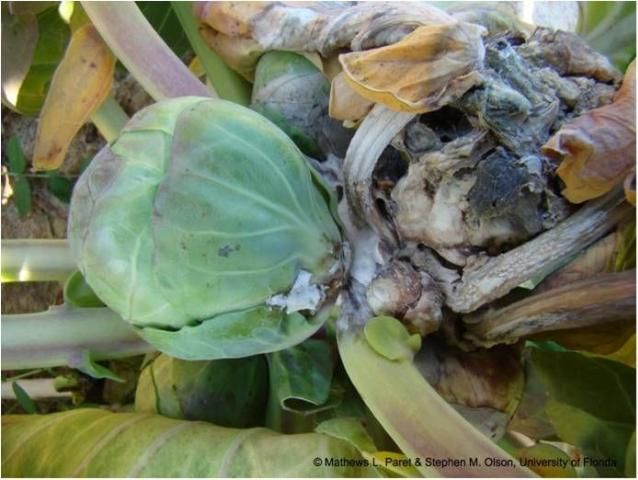 Figure 9. Brussels sprouts infected with S. sclerotiorum. The infection normally starts from the top of the plant.