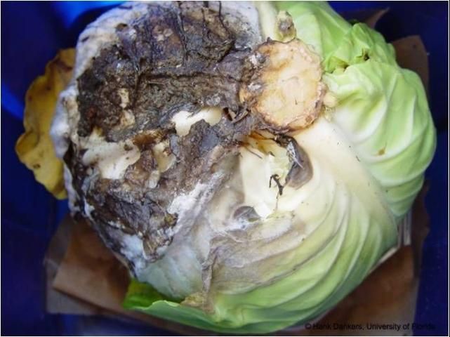 Figure 6. Head rot of cabbage caused by S. sclerotiorum.