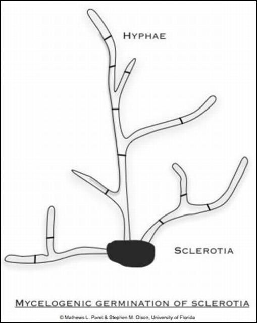 Figure 19b. Mycelogenic germination of sclerotia by formation of hyphae that invade the plants from below and beside the soil line. Note: Picture is not drawn to scale.