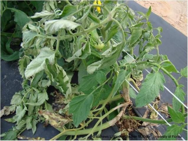 Figure 16. Stem blight of tomato caused by S. sclerotiorum. The plants exhibit wilting due to the infection.