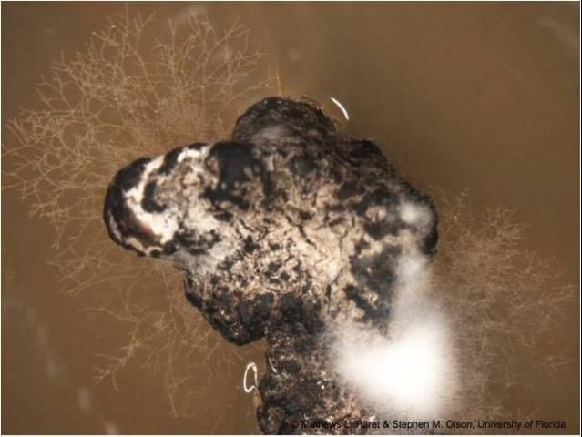 Figure 20. Growth of the mycelium, the vegetative part of S. sclerotiorum, from a dry sclerotium on an artificial medium.