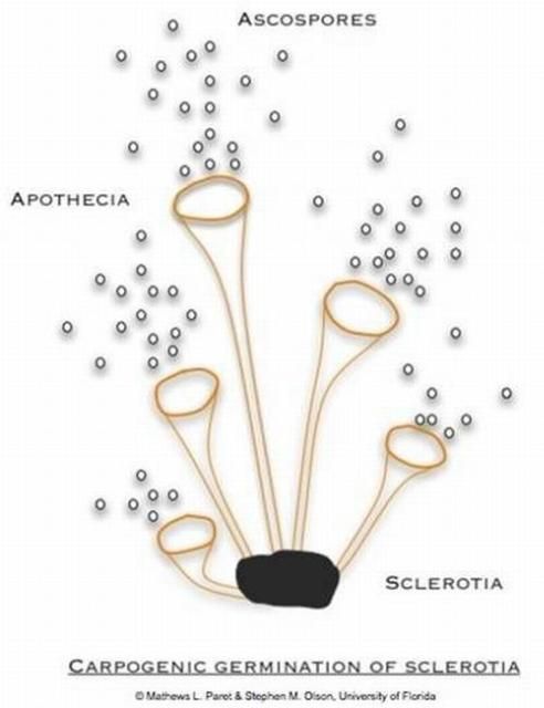Figure 19a. Carpogenic germination of sclerotia by formation of mushroomlike apothecia, which release ascospores into the environment that invade the aerial parts of the plant. Note: Picture is not drawn to scale.