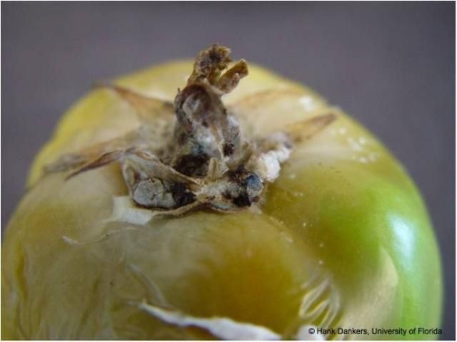 Figure 10. S. sclerotiorum growth and sclerotia formation on a tomato fruit with soft rot symptoms.