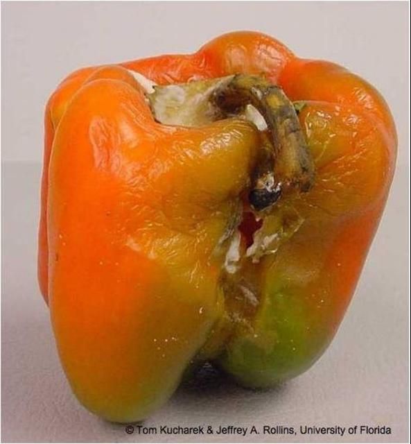 Figure 2. White mold of bell pepper caused by S. sclerotiorum.