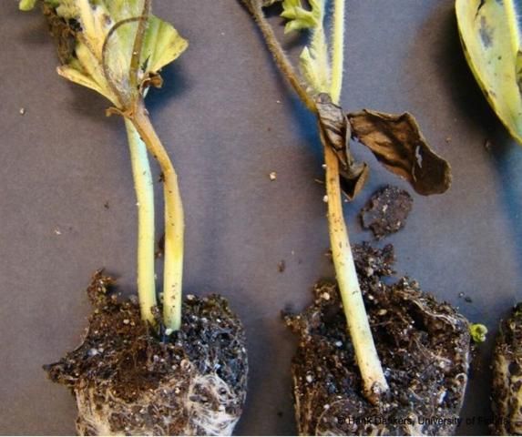 Figure 3. Water-soaked regions on the stem of cantaloupe transplants due to gummy stem blight.