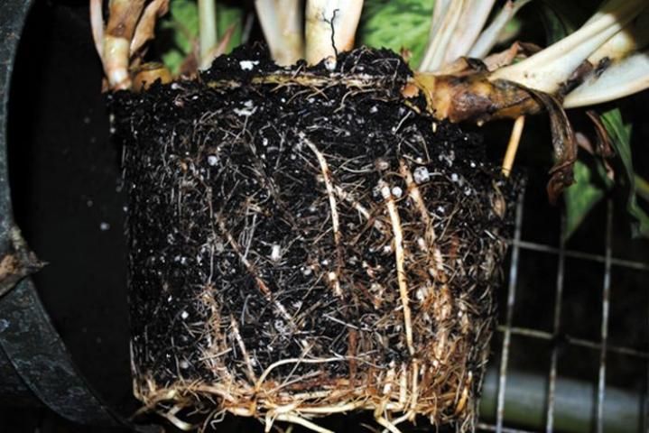 Figure 7. Phytophthora root rot on Dieffenbachia.