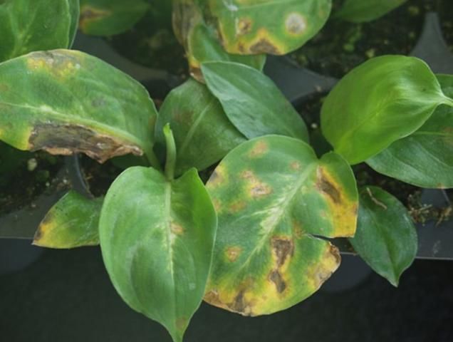 Figure 3. Xanthomonas leaf spot on Dieffenbachia.