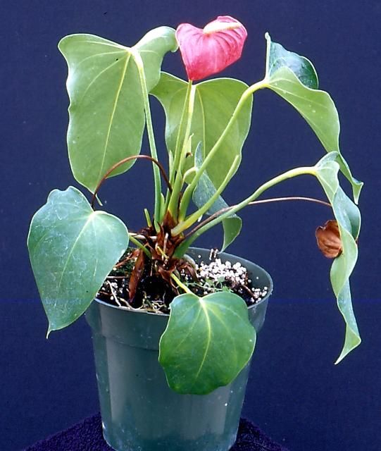 Figure 11. Anthurium wilt caused by Phytophthora.