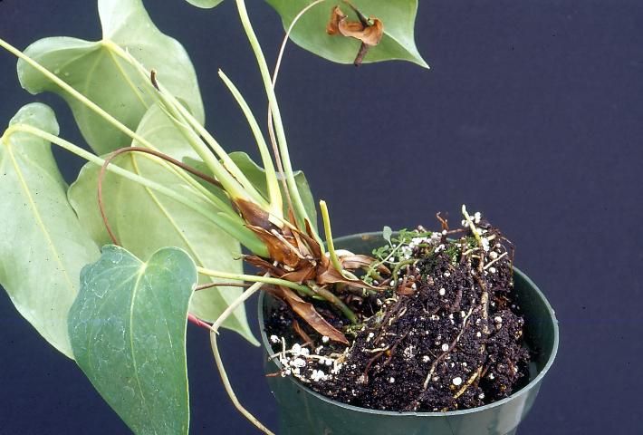 Figure 12. Pythium and Phytophthora cause root sloughing.