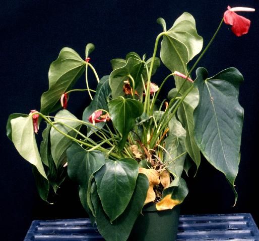 Figure 9. Anthurium wilt caused by Rhizoctonia root rot.