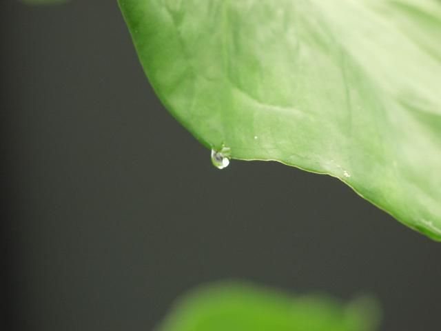 Figure 4. Xanthomonas bacteria enter the leaf margins via pores (hydathodes) where guttation droplets form.