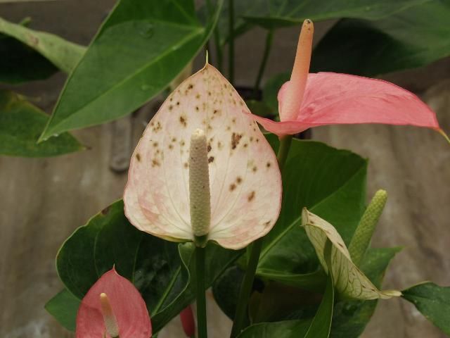 Figure 6. Xanthomonas bacterial blight lesions can also appear on the flowers.