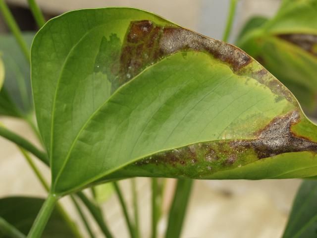 Figure 3. Xanthomonas bacterial blight exhibits characteristic V-shaped, water-soaked lesions forming along the edges on Anthurium leaves.