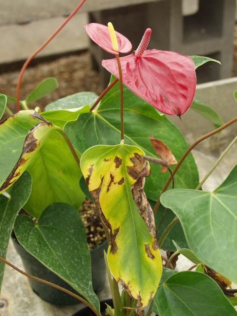 Figure 5. Extensive necrosis develops on Anthurium plants that are systemically infected with Xanthomonas bacterial blight.
