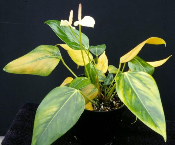 Figure 7. Ralstonia bacterial wilt causes yellowing (chlorosis) of Anthurium leaves.