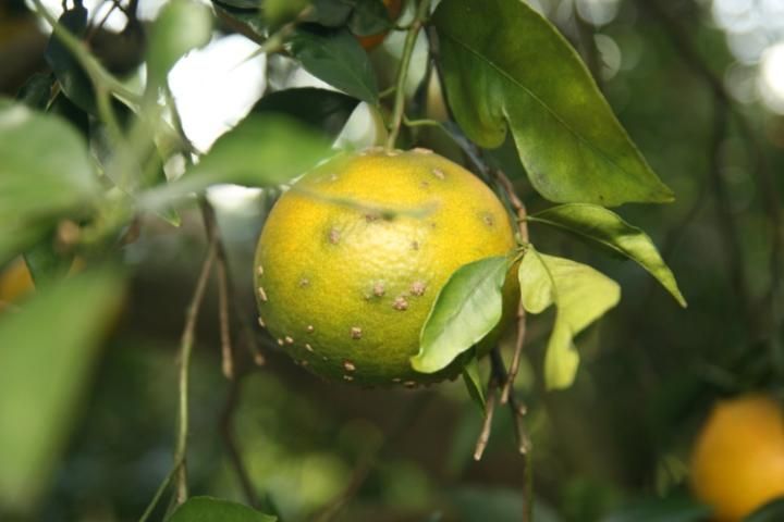 Figure 19. Lesiones de sarna en fruta madura.