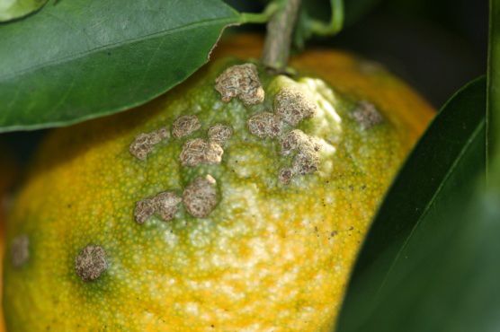 Figure 18. Lesiones de sarna corchosas o verrugosas en fruta madura.