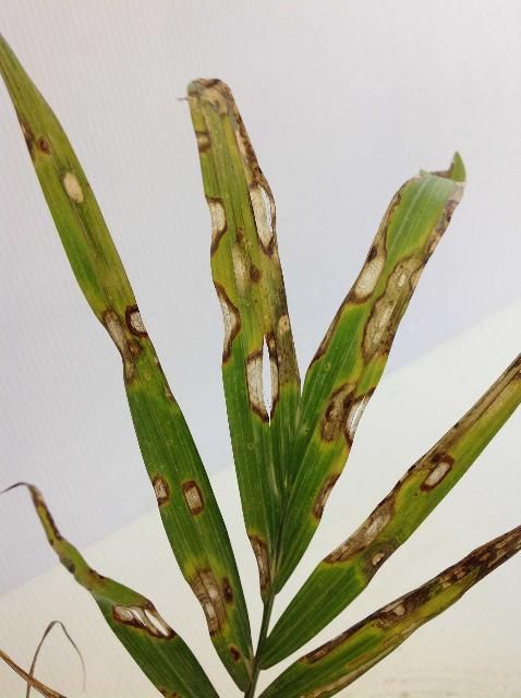 Figure 3. Chamaedorea cataractarum leaf with expansive necrotic lesions.