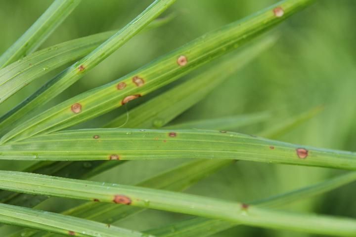 Figure 2. Ravenea rivularis leaves exhibiting leaf spots in early stages of development.