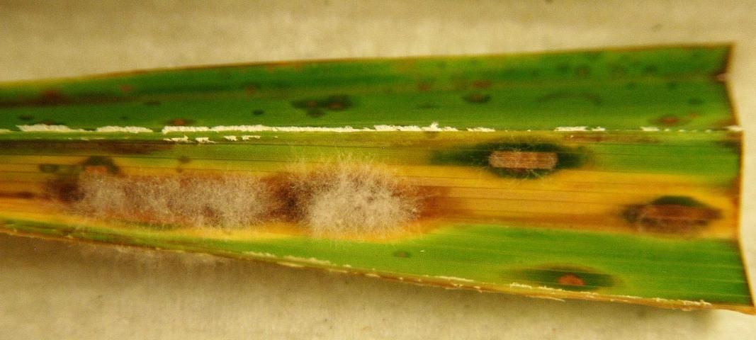 Figure 6. Mycelia of the fungus Cylindrocladium (= Calonectria) is growing from the leaf spot on this Washingtonia robusta leaf. Conidial spores develop from the mycelia and then spread to other nearby palms to begin new infections.