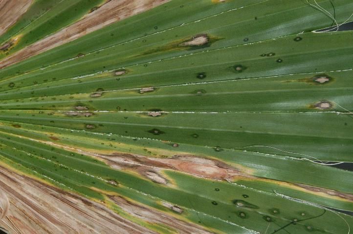 Figure 1. Washingtonia filifera leaf exhibiting multiple stages of leaf spot development, from beginning pinpoint water-soaked lesions to expansive necrotic areas.