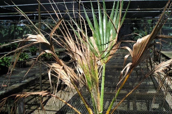 Figure 4. All the older leaves of this Washingtonia filifera have died because of Calonectria leaf spot. The youngest, fully expanded leaf is declining, and even the spear leaf is being affected as it emerges.