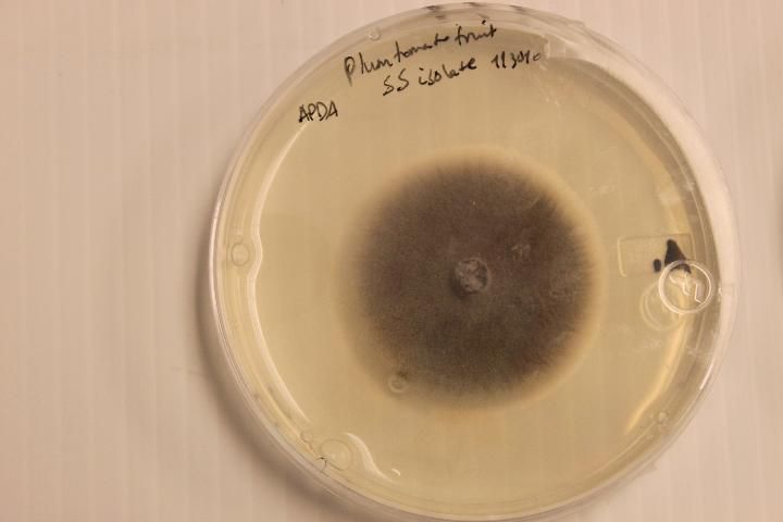 Figure 2. A week-old colony of the isolated fungus (Alternaria sp.) on APDA.