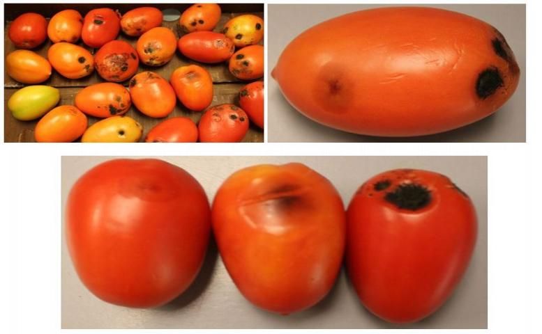 Figure 1. a) Diseased tomato fruits while in the shipping container (top left), b) individual fruit with early and late symptoms (top right), and c) symptoms starting as circular water-soaked areas through development into sunken black cups and cracks (bottom).