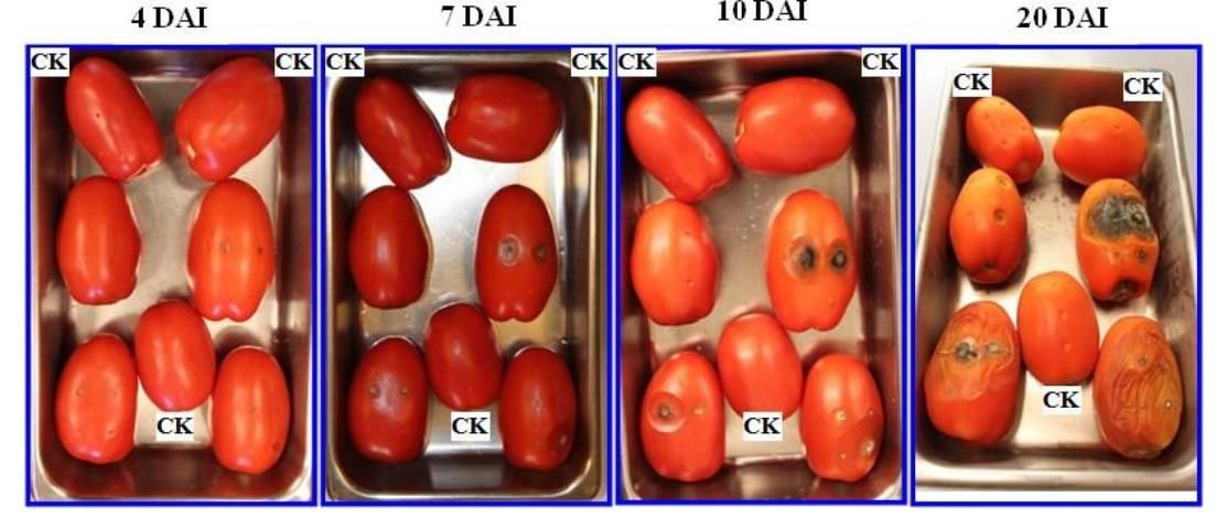 Figure 4. Pathogenicity test of the isolated Alternaria sp. on plum tomatoes and symptom development at 4, 7, 10, and 20 days after inoculation (DAI). Note: Two of the plum tomato fruits on top and one of them in the middle were untreated control (CK) (i.e., inoculated with deionized water).