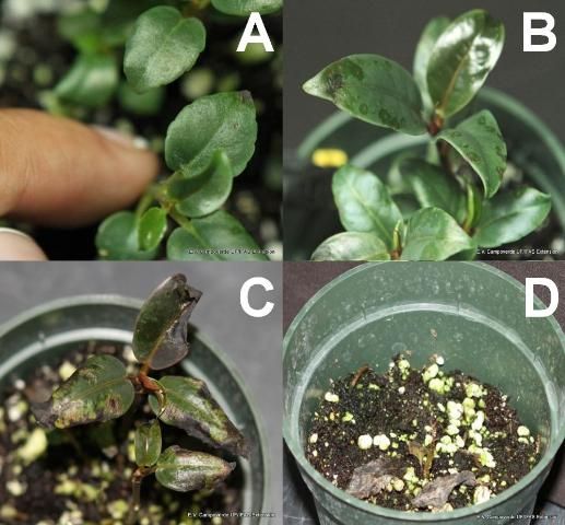 Figure 4. Ficus elastica plant inoculated with Xanthomonas showing disease progress. (A) Local lesions after 7 days. (B) Water-soaked lesions after 10 days. (C) Necrosis symptoms. (D) Death, 21 days after inoculation.