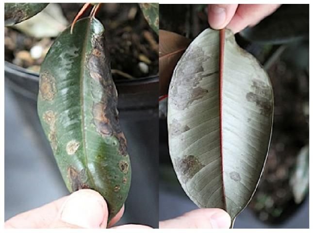 Figure 3. Classic symptoms on older leaves showing on both sides of Ficus leaf.