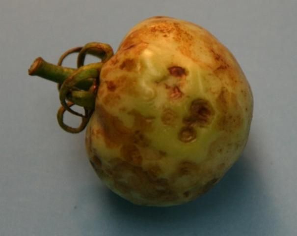 Figure 3. Fruit from a tomato plant infected with Tomato chlorotic spot virus showing deformation and discoloration.