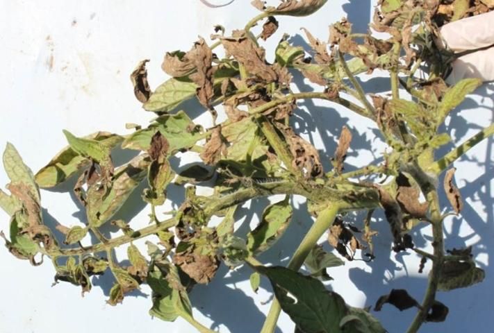 Figure 1. This tomato plant in Miami-Dade County shows symptoms of Tomato chlorotic spot virus, including necrosis, necrotic spots, and leaf distortion.