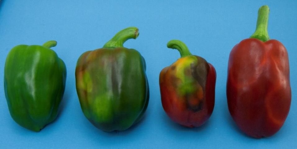 Figure 5. Fruit from pepper plants (Capsicum annuum 'California Wonder') inoculated with Tomato chlorotic spot virus.