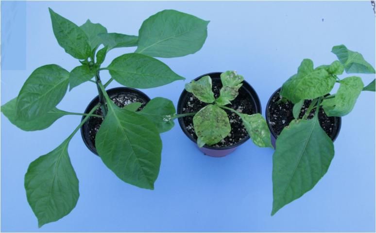 Figure 4. Left: healthy pepper; right: pepper plants inoculated with Tomato chlorotic spot virus showing symptoms of necrosis, necrotic spots, necrotic ringspots, leaf distortion, and stunting.