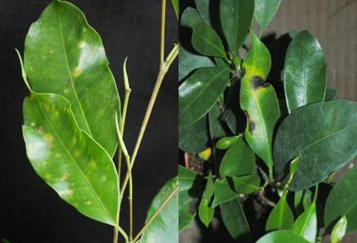 Figure 5. Xanthomonas leaf spot on Ficus benjamina and Ficus retusa.