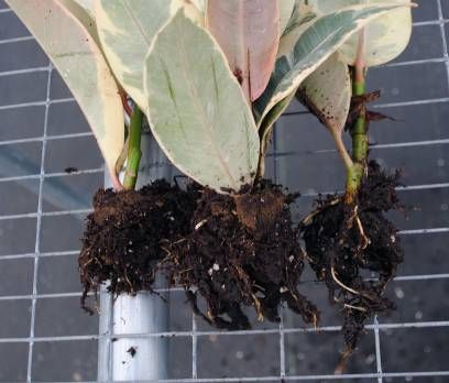 Figure 11. Phytophthora root rot of Ficus elastica cuttings.