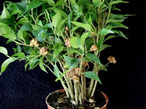 Figure 2. Crown gall on Ficus benjamina.