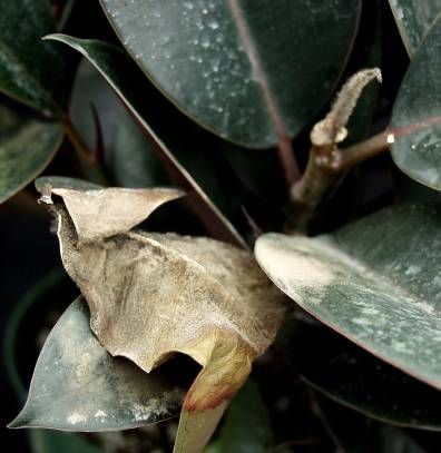 Figure 7. Botrytis blight on Ficus elastica. Note the fluffy spores.