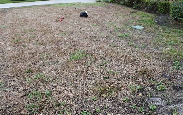 Figure 3. Mosaic disease caused by Sugarcane Mosaic Virus killed this St. Augustinegrass Lawn in Pinellas County, Florida.