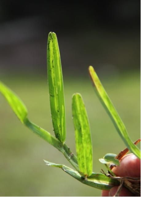 Figure 1. Mosaic symptoms on leaf blades of St. Augustinegrass infected with Sugarcane Mosaic Virus.