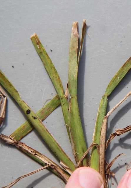 Figure 2. Severe mosaic and necrosis symptoms on St. Augustinegrass infected with Sugarcane Mosaic Virus.