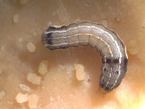 Figure 12. Beet armyworm (BAW), Spodoptera exigua (Hübner), larva.