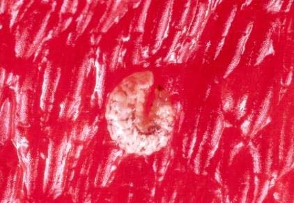Figure 8. Larva of pepper weevil, Anthomus eugenii Cano.
