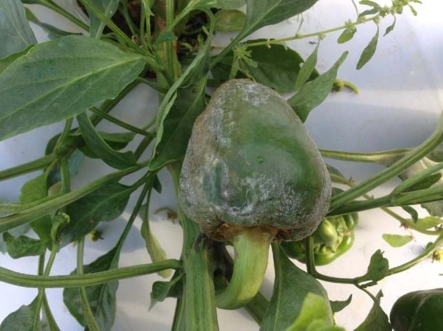 Figure 4. Pepper fruit infected with P. capsici.