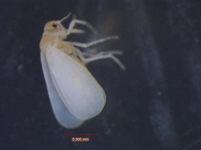 Figure 9. Adult silverleaf whitefly, Bemisiz argentifolii (Bellows and Perring).